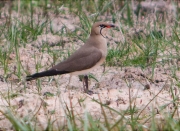 Perdiu de mar (Glareola pratincola)