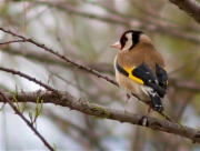 Cadernera (Carduelis carduelis)