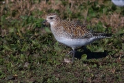 Daurada grossa (Pluvialis apricaria)