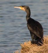 Corb marí gros (Phalacrocorax carbo)