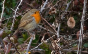 Pit roig (Erithacus rubecola)