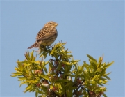 Cruixidell (Emberiza calandra)