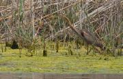 Agró roig (Ardea purpurea)