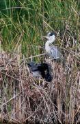 Niu de Bernat pescaire (Ardea cinerea)