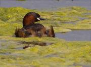 Cabusset (Tachybaptus ruficollis)