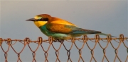 Abellerol (Merops apiaster)