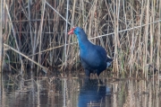 Polla blava (Porphyrio porphyrio)