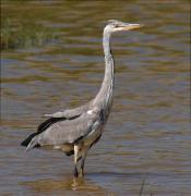 Bernat pescaire (Ardea cinerea)