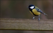 Mallerenga carbonera (Parus major)