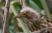 Juvenil de Martinet menut (Ixobrychus minutus)