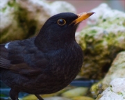 Mascle jove de Merla (Turdus merula) 2/2