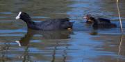 Fotja vulgar (Fulica atra)