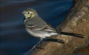 Jove de Cuereta blanca (Motacilla alba)
