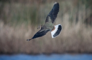 Fredeluga (Vanellus vanellus)