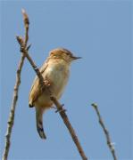 Trist (Cisticola juncidis)