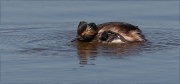 Cabussó coll-negre (Podiceps nigricollis)