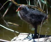 Juvenil de Fotja vulgar (Fulica atra)