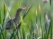 Martinet menut (Ixobrychus minutus)