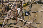 Mallerenga carbonera (Parus major)