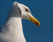 Gavià argentat (Larus michahellis)