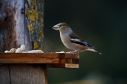 Durbec (Coccothraustes coccothraustes)