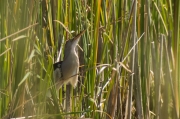 Martinet menut (Ixobrychus minutus)