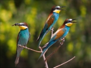 Abellerol (Merops apiaster)