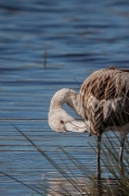 Flamenc. Phoenicopterus ruber