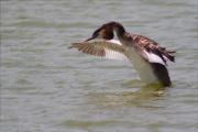 Cabussó emplomallat (Podiceps cristatus)