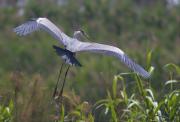 Bernat pescaire (Ardea cinerea)