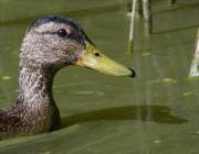 Ànec collverd (Anas platyrhynchos)