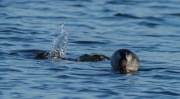 Cabussó coll-negre (Podiceps nigricollis)