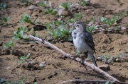 Cuereta blanca vulgar (Motacilla alba)