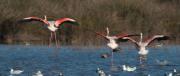 Flamenc (Phoenicopterus roseus)