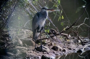 Bernat pescaire (Ardea Cinerea)