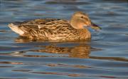 Femella d'Ànec collverd (Anas platyrhynchos)