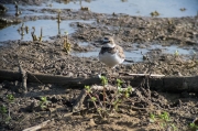 Corriol petit (Charadrius dubius)