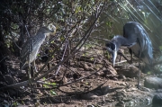 Bernat pescaire (Ardea Cinerea) i Martinet de nit (Nycticorax nycticorax)