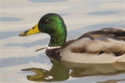 Mascle d'Ànec collverd (Anas platyrhynchos)