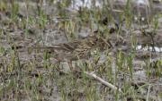 Titella-  Bisbita comun (Anthus pratensis)