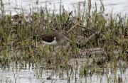 Xivitona- Andarríos chico(Actitis hypoleucos)