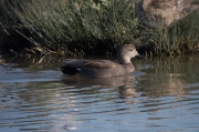 Ànec griset (Anas strepera)