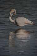 Flamenc (Phoenicopterus ruber)