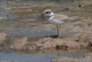 Jove de Corriol petit (Charadrius dubius)