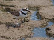 Corriol petit (Charadrius dubius)