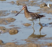 Becadell comú (Gallinago gallinago)