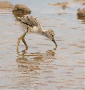 Infantil de Cames Llargues (Himantopus himantopus)