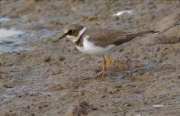 Jove de Corriol petit (Charadrius dubius)