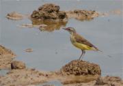 Jove de Cuereta groga ibèrica (Motacilla flava iberiae)