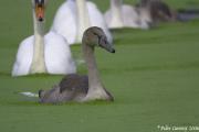 Cisnes en los "Aiguamolls" II